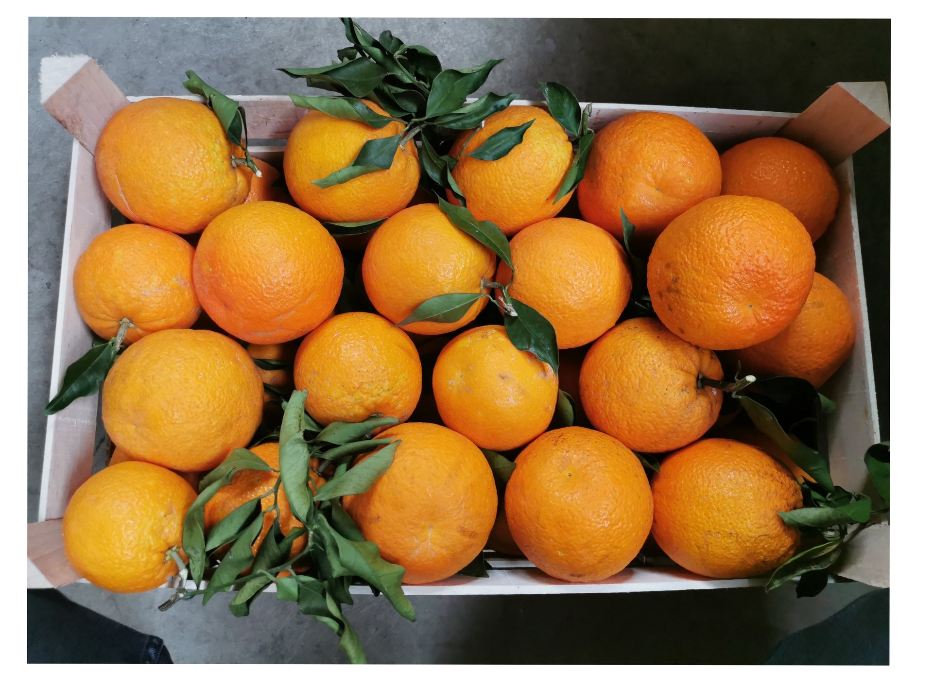 29.11. Bio Orangen Washington Navel, Sizilien, 1 Kiste (15-16kg) - CHIMERA