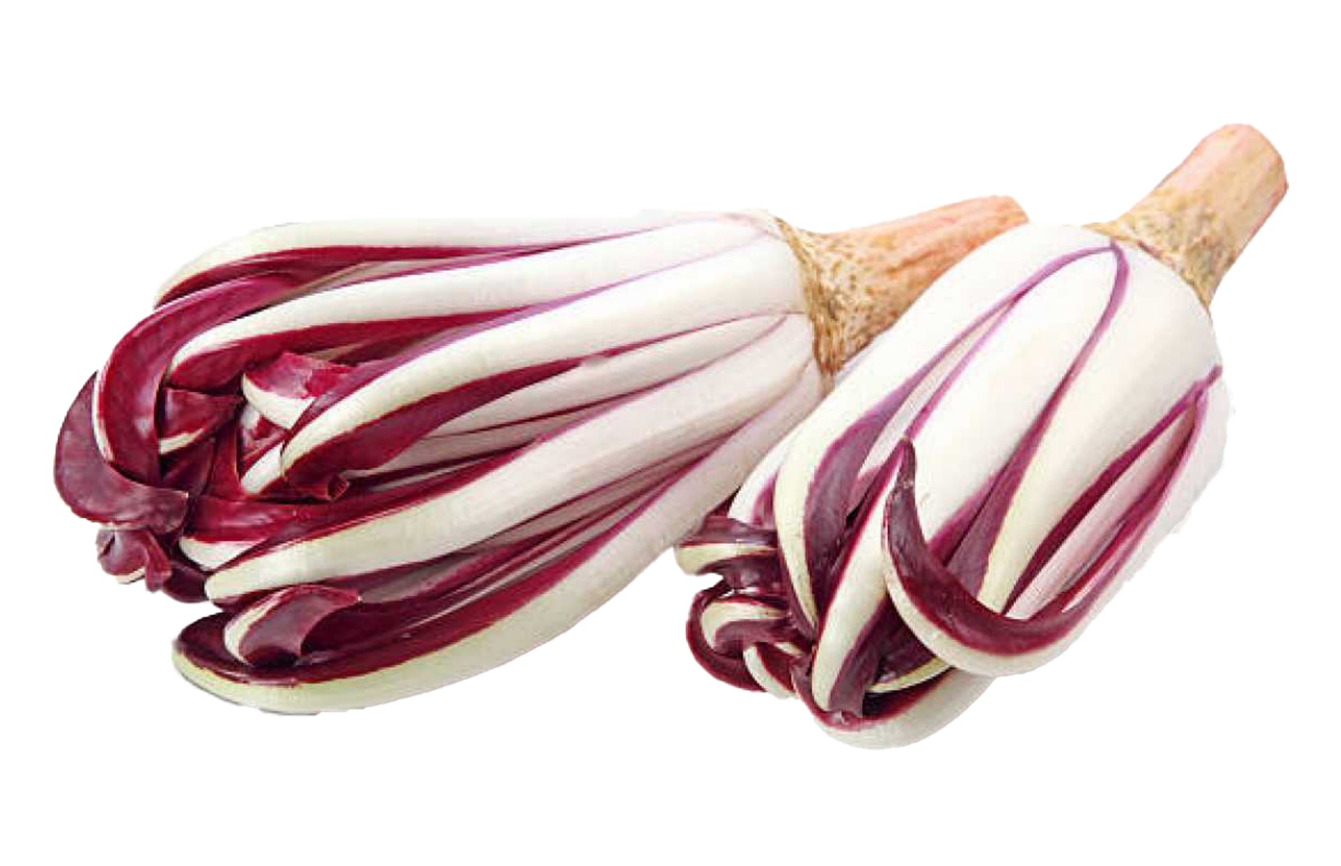 Radicchio Rosso di Treviso Tardivo IGP